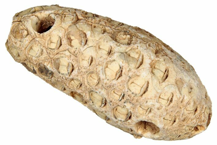 Fossil Cycadophyte Seed Cone - Boujdour, Morocco #349112